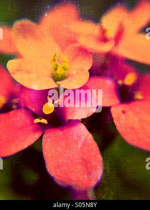Nahaufnahme von Süßigkeiten Büschel Blume Stockfoto