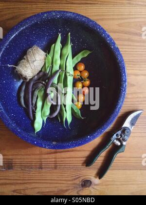 Grüne Bohnen und Tomaten aus einem städtischen Gemüsegarten geerntet. Stockfoto