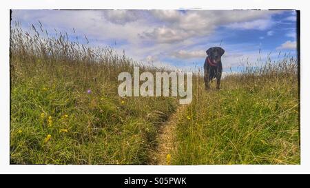 Black labrador wartet erwartungsvoll auf einem grasbewachsenen Hügel mit einem Ball im Mund Stockfoto