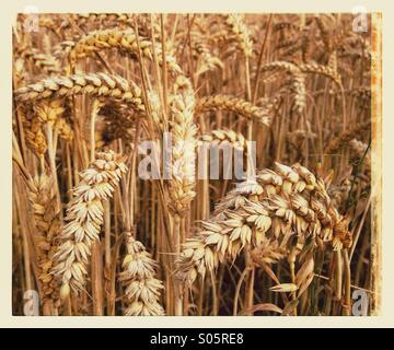 Detail der reifen Weizen im Feld Stockfoto