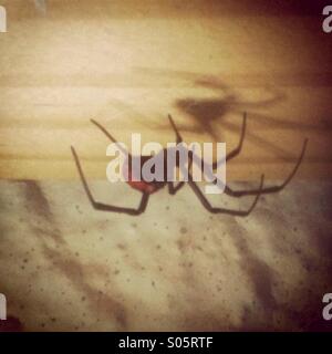 Australischen roten Rücken Spinne Stockfoto