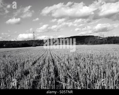 Stoppeln in einem frisch geernteten Maisfeld Stockfoto