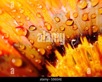 Wassertropfen auf einem Gazanien Blütenstand Stockfoto