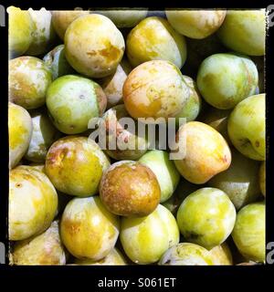 Frühe Flüsse Bio Pflaumen Stockfoto