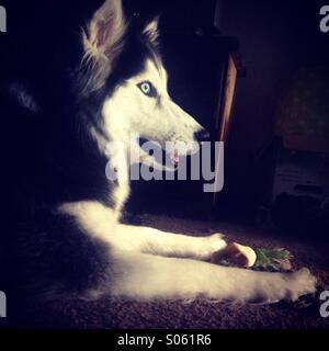Lucy der angenommenen Siberian Husky Stockfoto