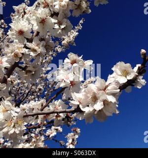 Apfelblüten Frühling in voller Blüte Stockfoto