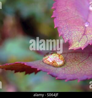 Regentropfen auf einem Rosenstrauch Blatt. Stockfoto