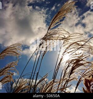 Ziergräser Hintergrundbeleuchtung von der Sonne. Stockfoto