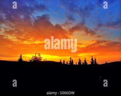 Sonnenuntergang Bäume silhouette Stockfoto