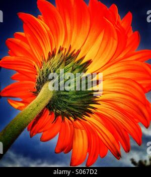 Orange dahlia Stockfoto