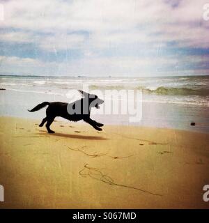 Ein glücklich Labradoodle Hund am Strand spielen. Ventura Kalifornien USA. Stockfoto