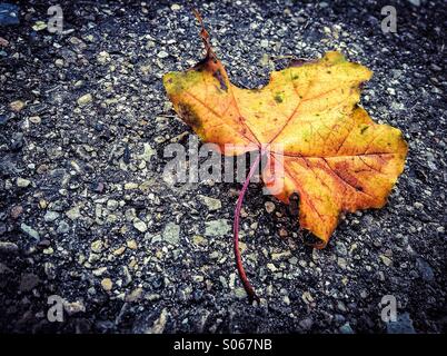 Herbst-Blatt auf asphalt Stockfoto