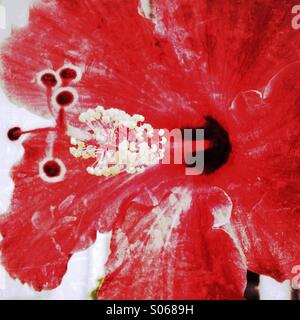 Rote Blume Stockfoto