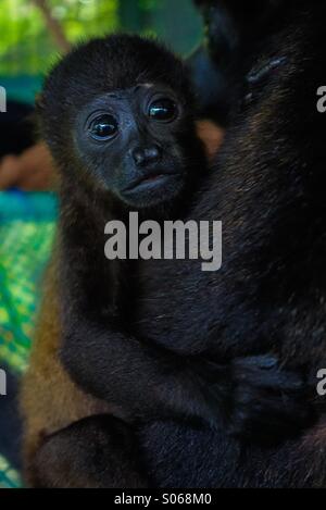 Baby Jaguaren Brüllaffen, Alouatta Palliata, Nosara, Costa Rica Sibu Heiligtum Stockfoto