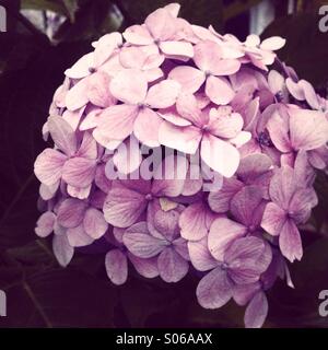 Hortensie Blüte Stockfoto