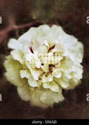 Vintage Moss Rose. Stockfoto