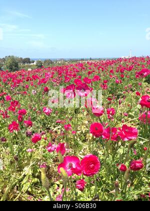 Großen Bereich der rosa Ranunkeln Blumen blühen im Frühjahr. Stockfoto