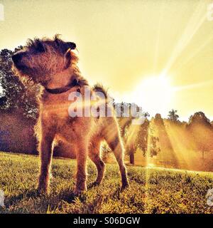 Hund steht auf einem Hügel im Park mit Sonnenaufgang hinter Stockfoto