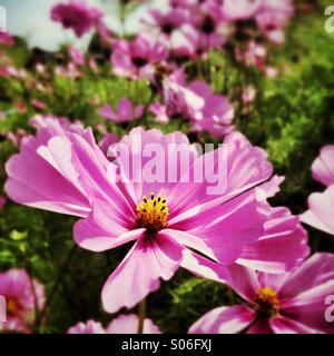 Kosmos Gänseblümchen, rosa Sommerblume Stockfoto