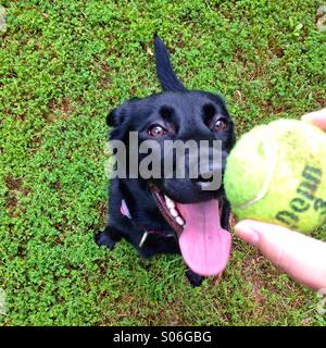 Hund darauf warten, den Ball zu bekommen. Stockfoto