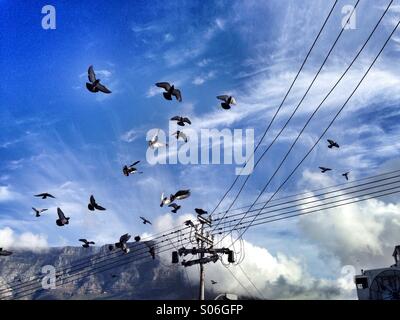 Tauben im Flug über Telefonleitungen mit Wolken und Berge im Hintergrund. Stockfoto