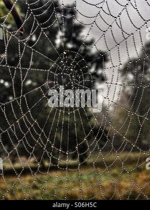 Spinnen-Netz mit Wassertropfen an einem nebligen Morgen Stockfoto