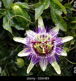 Passionsfrucht-Rebe mit Blume in voller Blüte Stockfoto