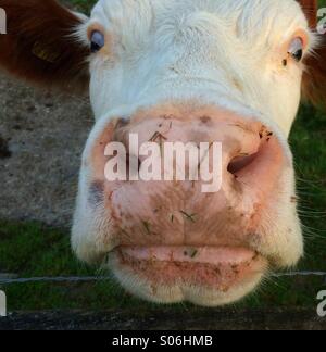 Nahaufnahme von Kühen Gesicht Stockfoto