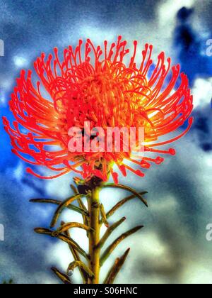 Das Protea Blume Stockfoto