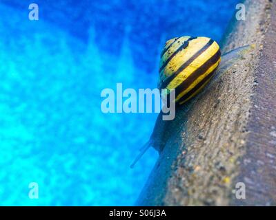 Gelb-gestreiften Schnecke Tippbetrieb seinen Weg neben dem Schwimmbadrand an einem regnerischen Tag. Stockfoto