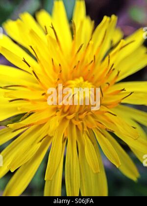 Löwenzahn Blume Stockfoto