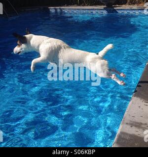 Ein Jahr alte weibliche Jack Russell Terrier Sprung in Hinterhof-Pool, an einem sonnigen Spätsommertag. Quadratische Ernte. Stockfoto