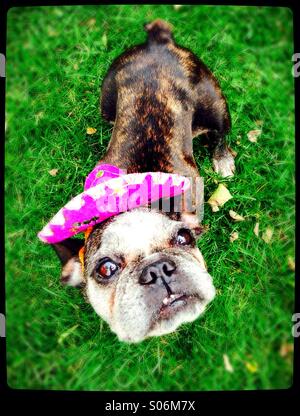 Eine niedliche, alte französische Bulldogge trägt einen Mini Sombrero. Stockfoto