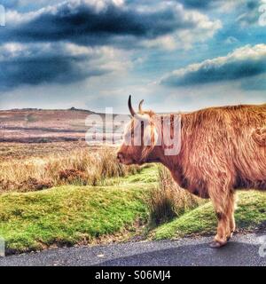 Highland Kuh auf Dartmoor Stockfoto