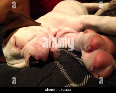 Weiße Boxer Welpen Hund einschlafen ohnmächtig ruht auf einer Decke liegend abgenutzt Stockfoto