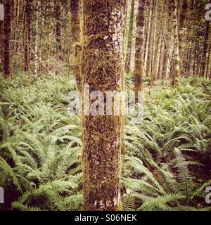 Baum wächst in einem Meer von Schwert Farne, Vancouver Island, BC. Kanada Stockfoto