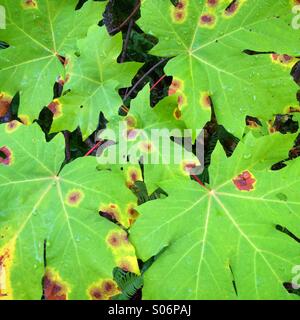 Herbst, Herbstfarbe auf Blättern von unten Ahornbaum, Vancouver Island, BC, Kanada Stockfoto