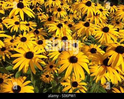 Bunten gelben Rudbeckia Blumen display Stockfoto