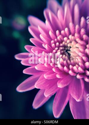Lila Chrysanthemen Stockfoto