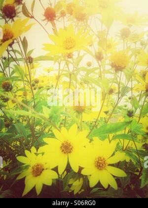 Blumen-Gelbes Gänseblümchen Stockfoto