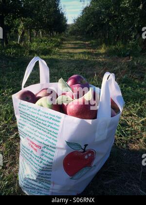 Eine Tasche von Äpfeln auf einer Apfelplantage Kommissionierung in den Catskill Mountains, New York State, USA. Stockfoto