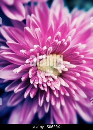 Lila Chrysanthemen Stockfoto