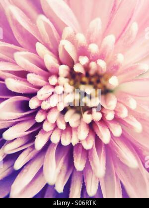 Chrysantheme Stockfoto