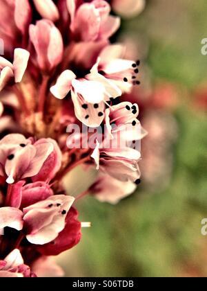 Persicaria Affinis Blumen Stockfoto