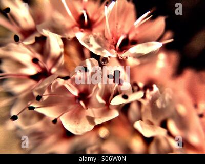 Persicaria Affinis Blume Stockfoto