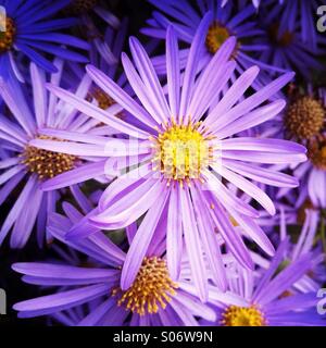 Lila Blumen in einem Garten. Stockfoto