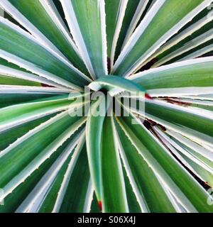 Detail eines Zwergs bunte Agave-Pflanze. Stockfoto