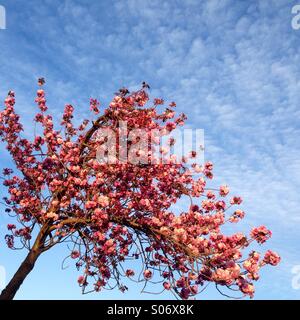 Frühling Baum in Blüte Stockfoto