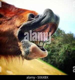 Pony zu Lächeln und lachen, zeigen ihre schmutzigen unhygienisch Zähne Stockfoto