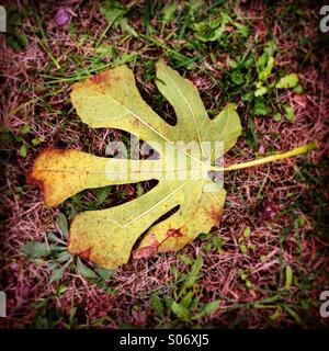 Blatt von einem Feigenbaum im Herbst Stockfoto